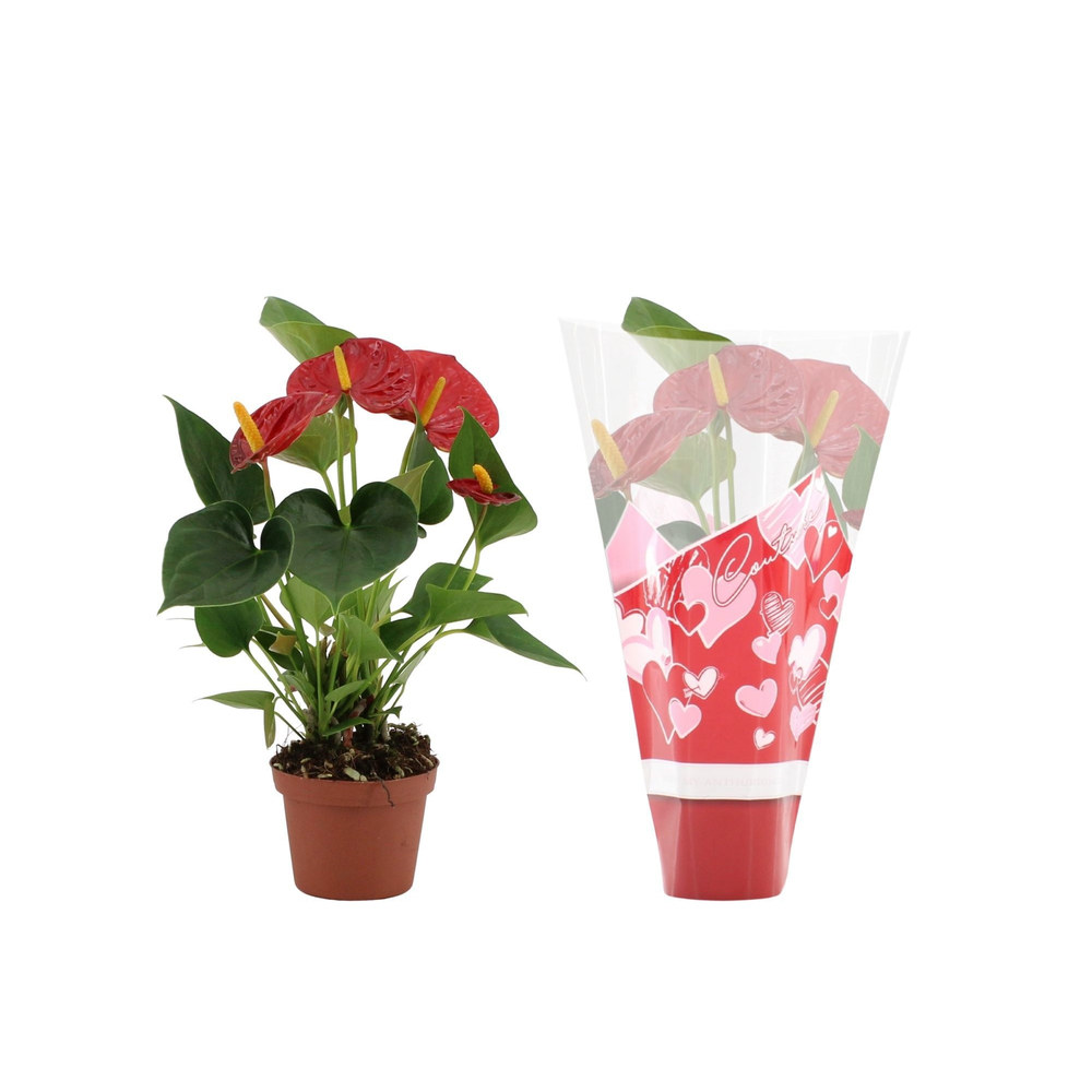 Anthurium Success Red in Couture heart sleeve.
