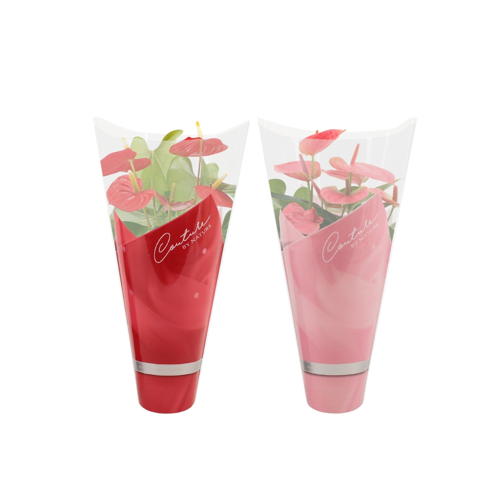 Anthurium red & pink mix in Couture sleeve.