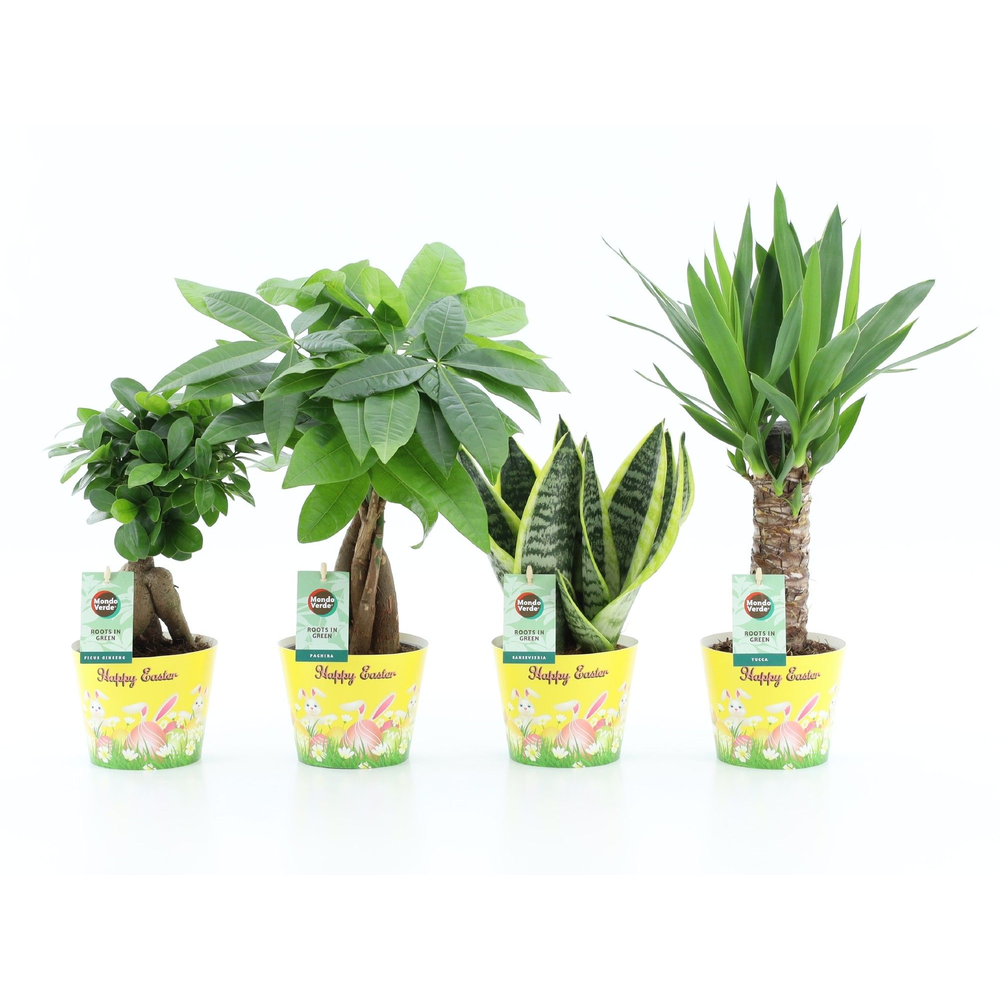 Amazone Mix in Potcover Pasen.