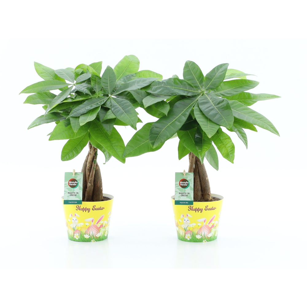 Pachira Aquatica gevlochten stam in Potcover Pasen.