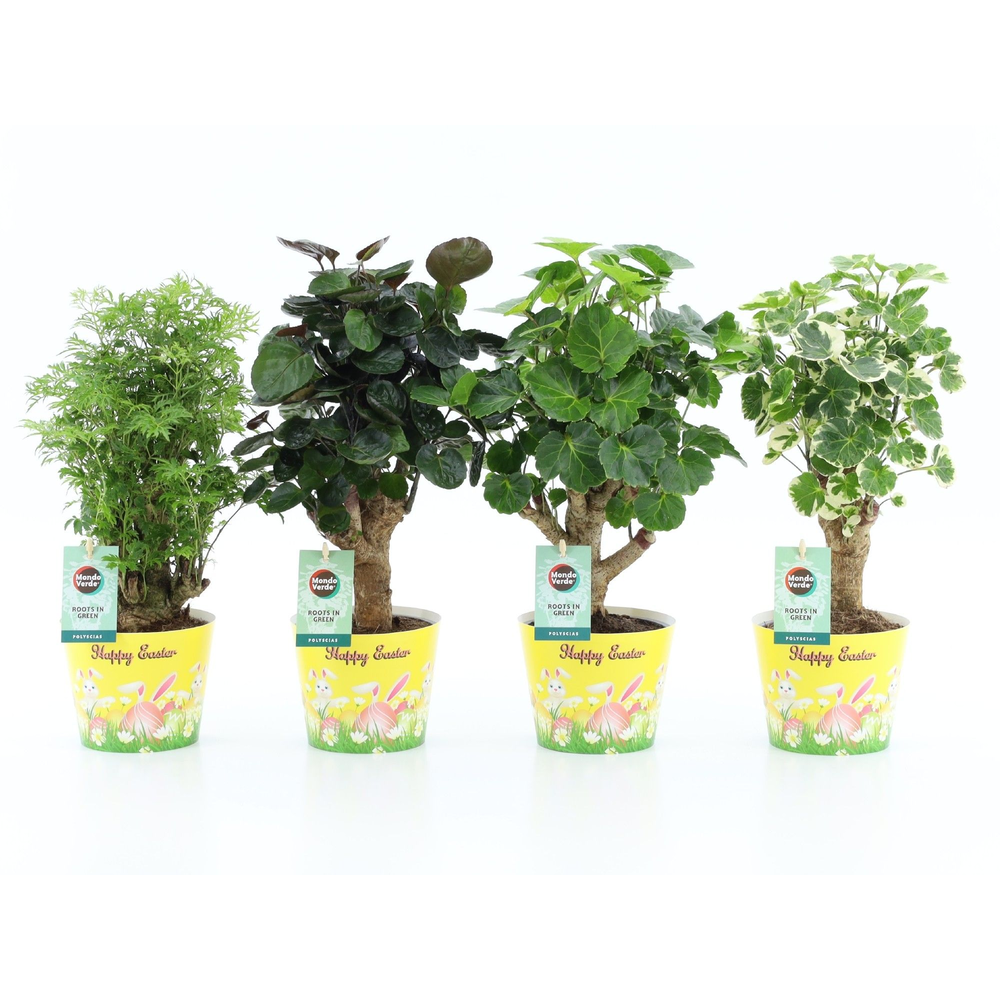 Polyscias Mix 12cm in Potcover Pasen.