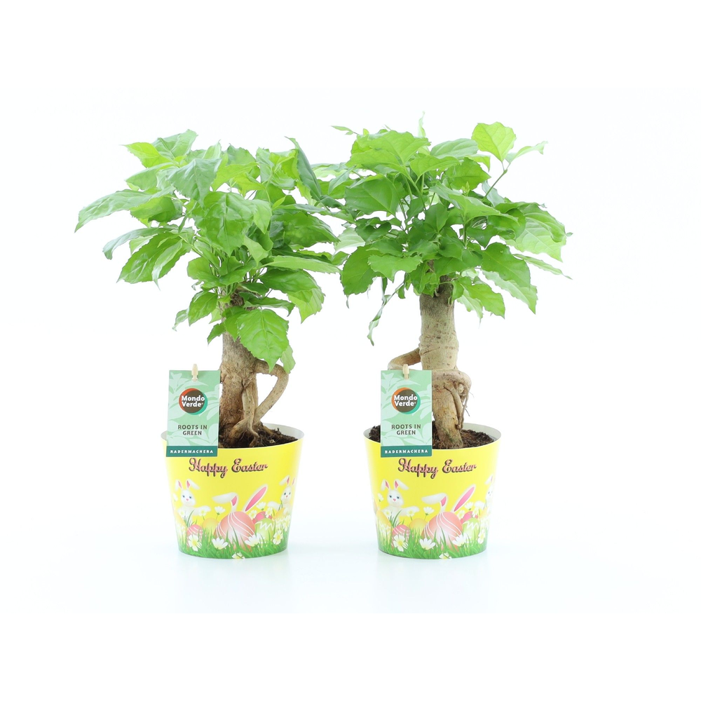 Radermachera Bonsai in Potcover Pasen.