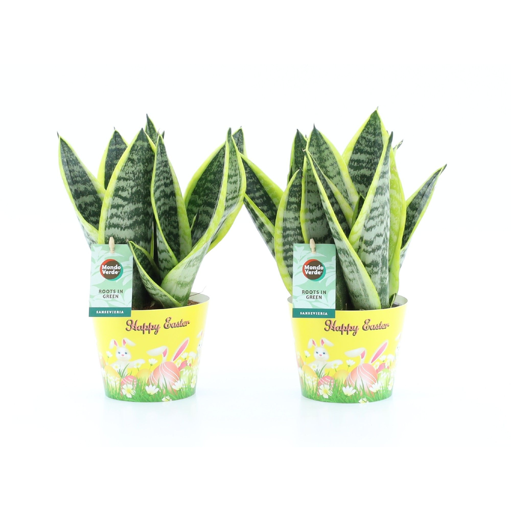 Sansevieria 'Futura Superba' in Potcover Pasen.