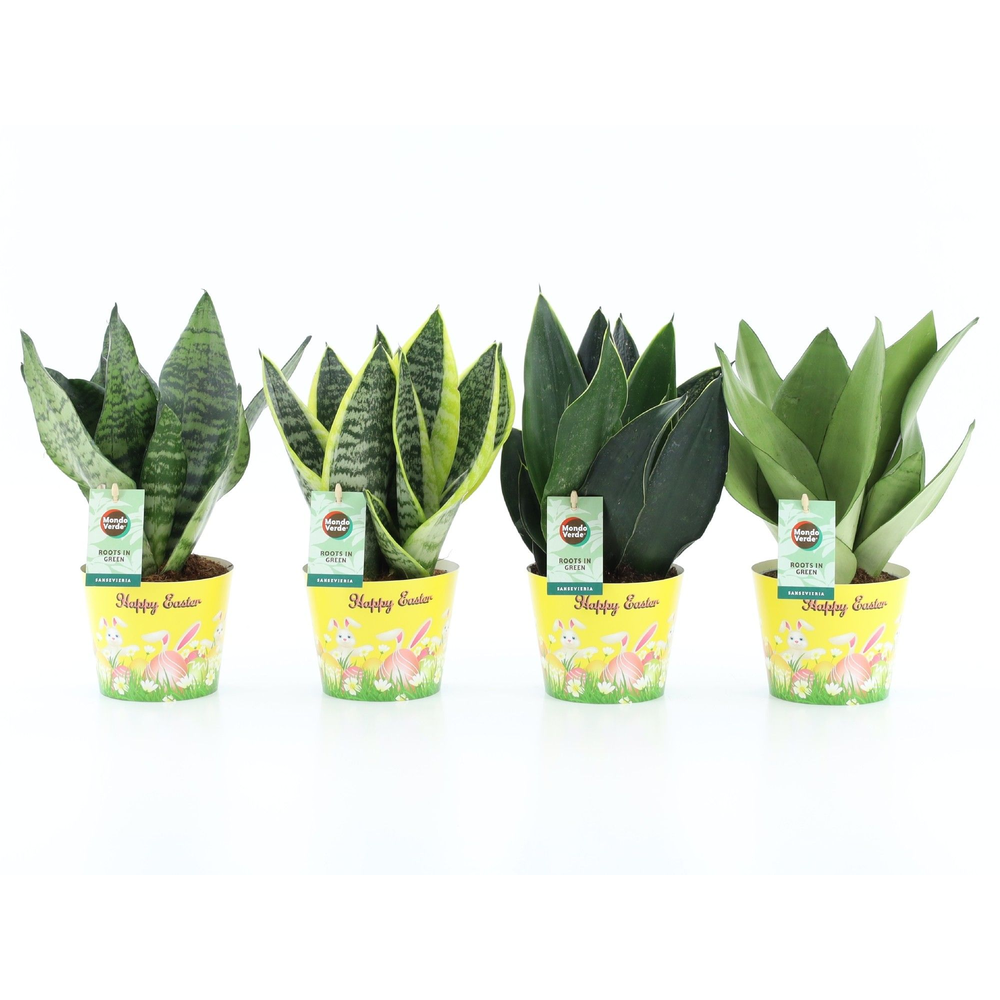 Sansevieria Mix in Potcover Pasen.