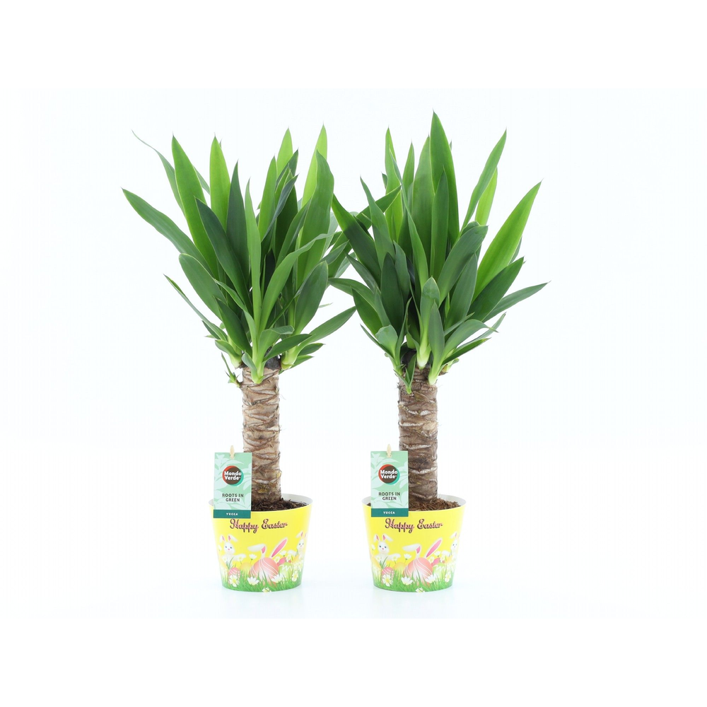 Yucca 25cm Hout 3+ kop in Potcover Pasen.