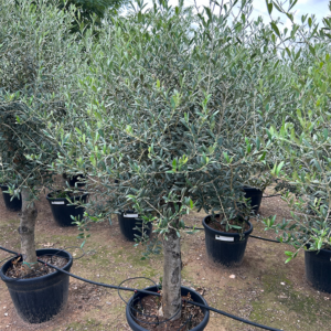 Olea Europaea.
