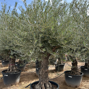 Olea Europaea.