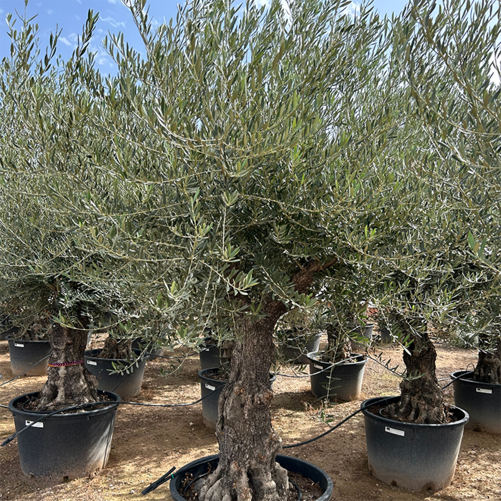 Olea Europaea.