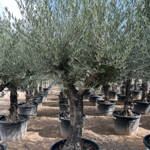 Olea Europaea Stam.