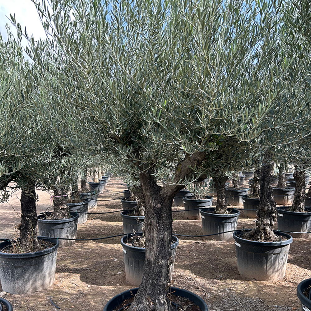 Olea Europaea Stam.