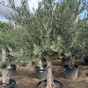 Olea Europaea Stam.