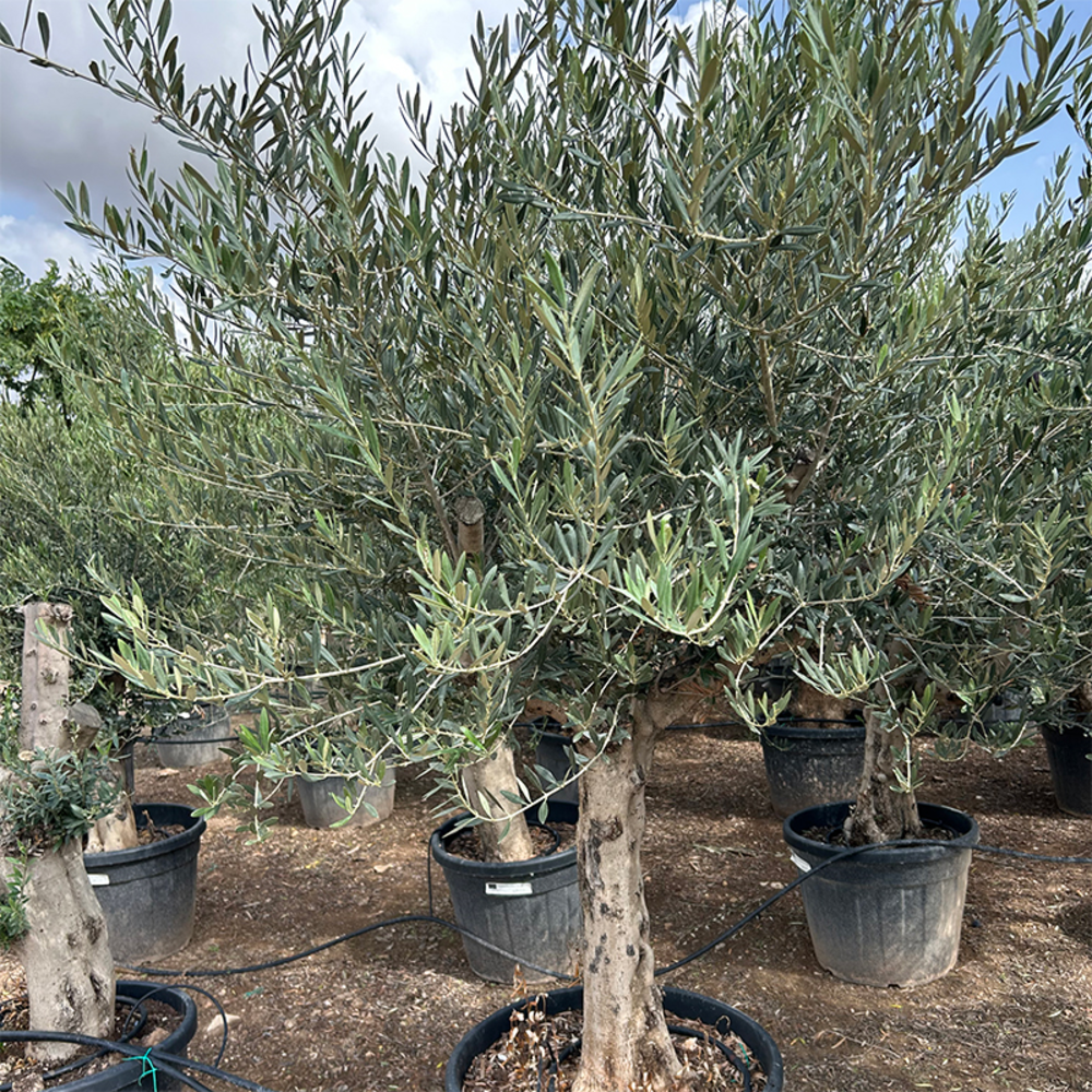 Olea Europaea Stam.