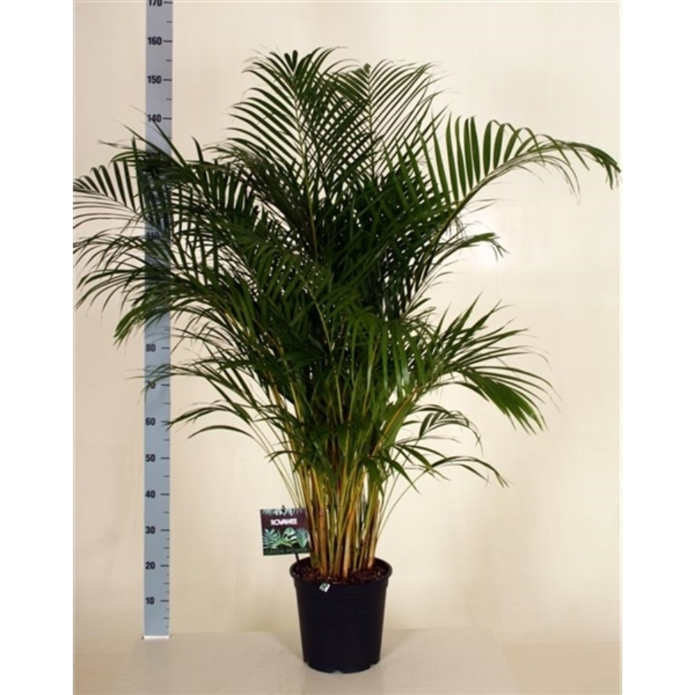 Chrysalidocarpus Lutescens.