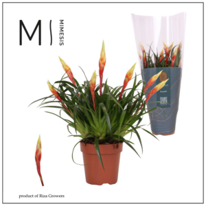 Mimesis Multiflower Shannon - 12 cm.