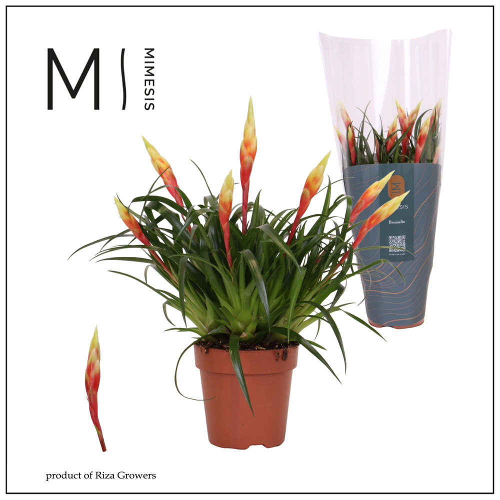 Mimesis Multiflower Shannon - 12 cm.