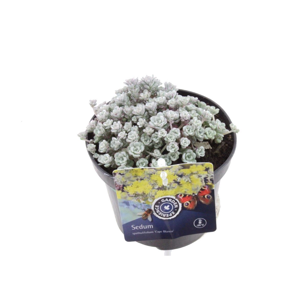 Sedum spath. Cape Blanco.