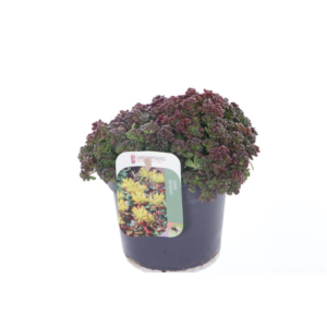 Sedum oreganum.
