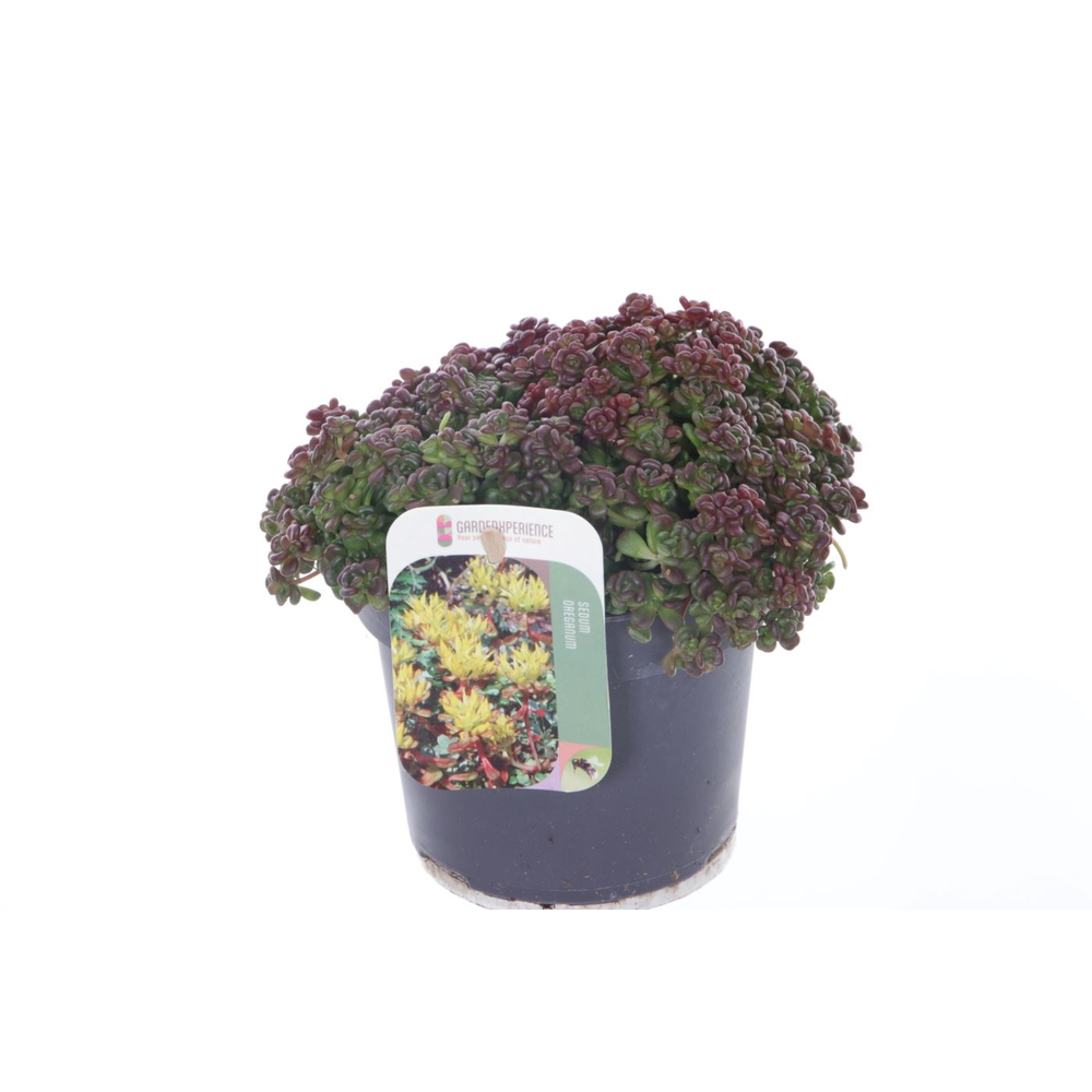Sedum oreganum.
