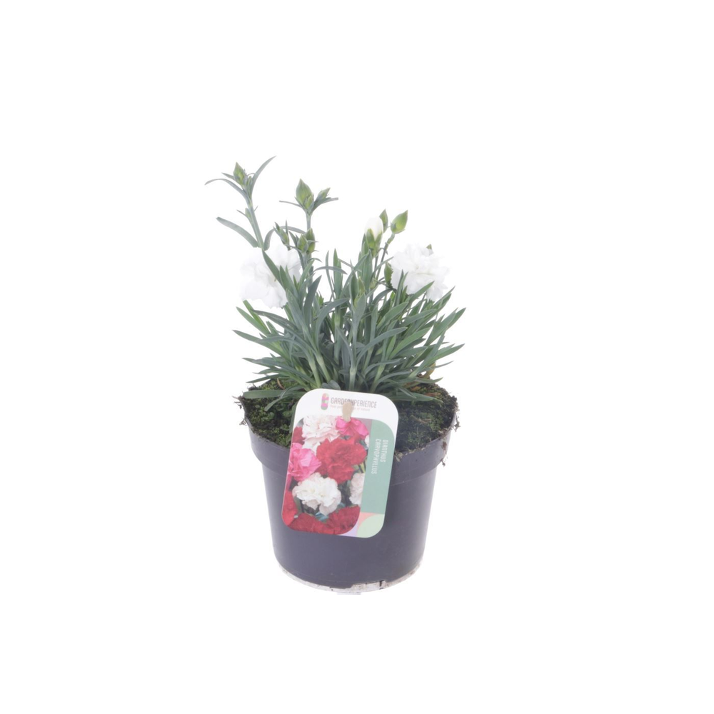 Dianthus caryophyllus Snow.