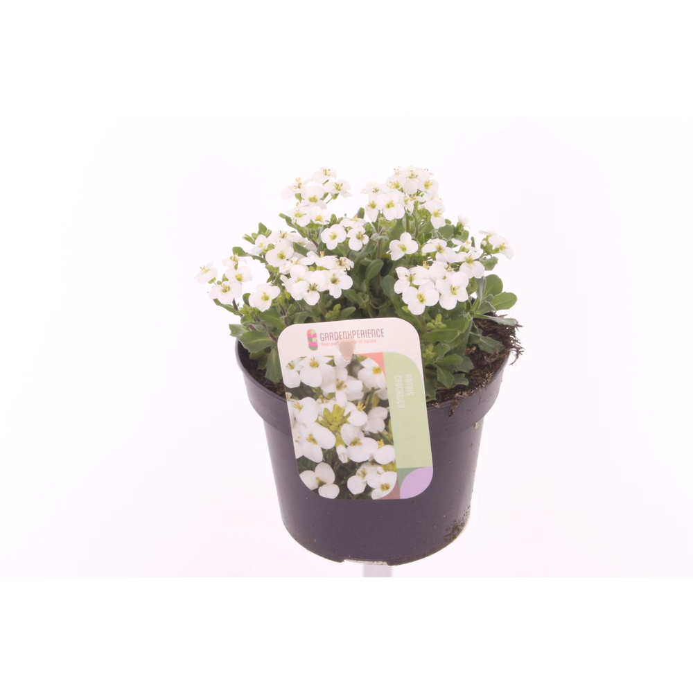 Arabis cauc. Little Treasure White.
