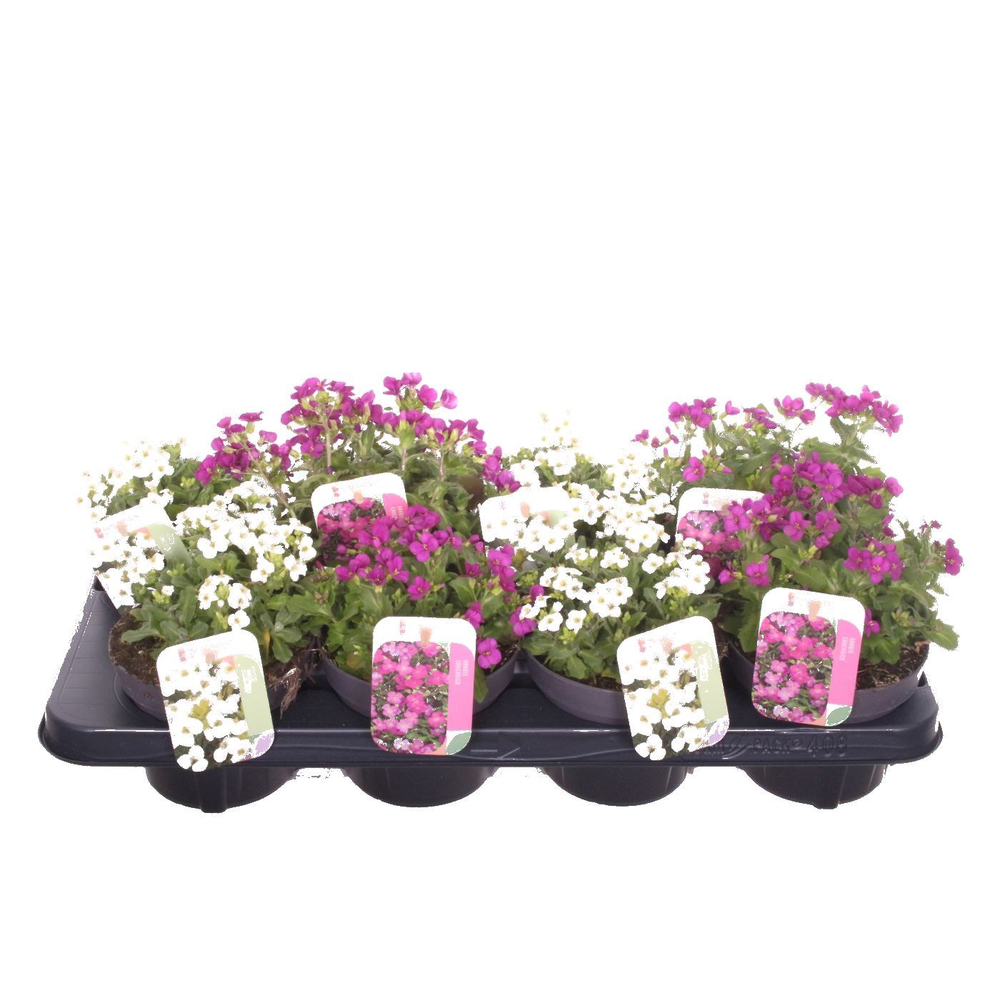 Arabis caucasica mix.