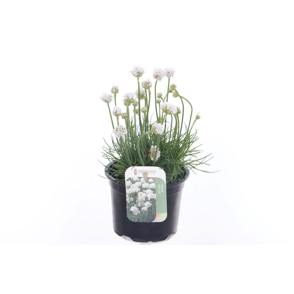 Armeria maritima Alba.