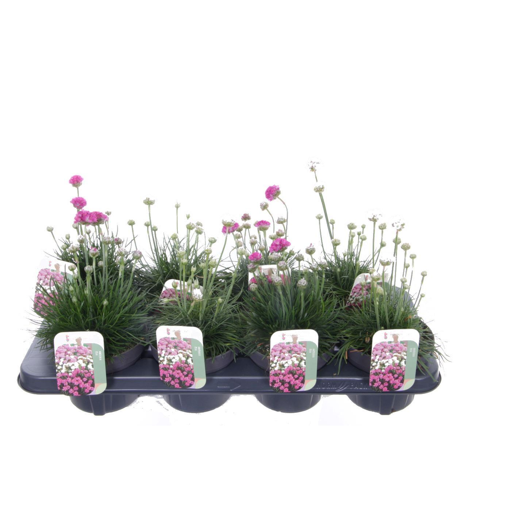 Armeria maritima mix.