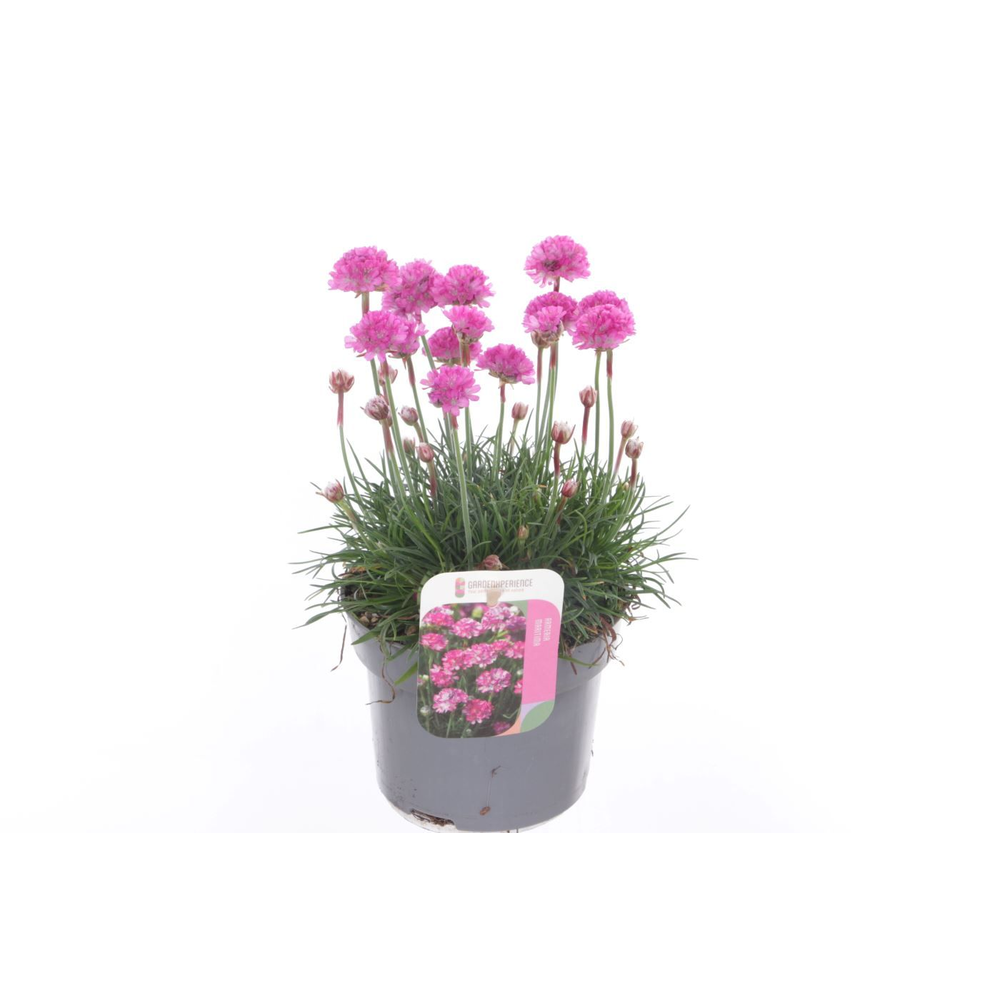 Armeria maritima Splendens.