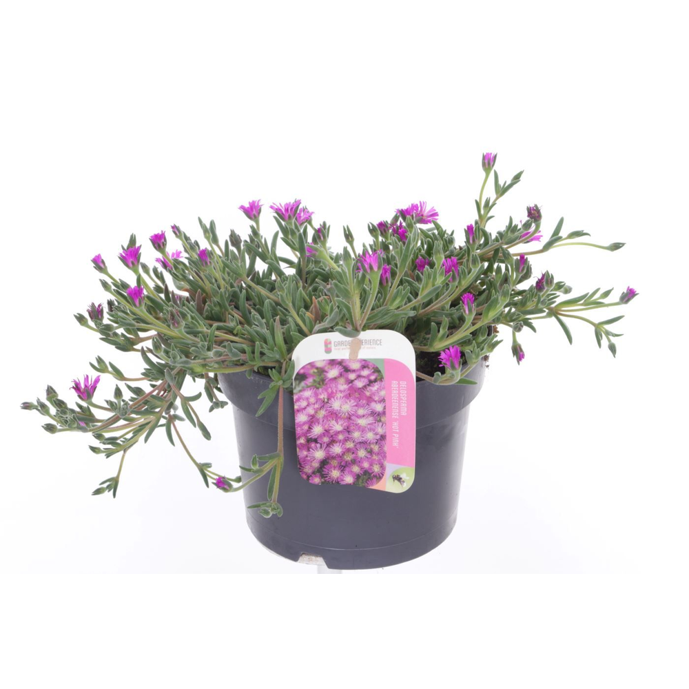 Delosperma aberdeenense hot pink.