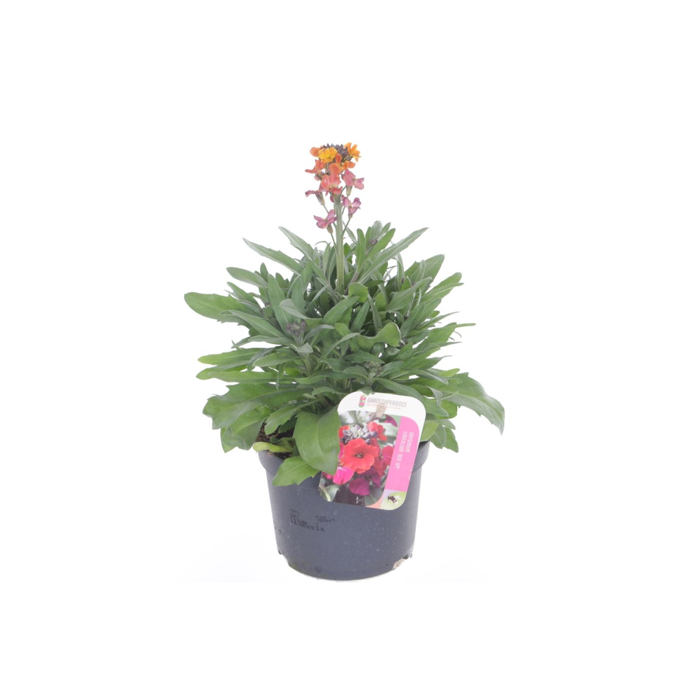 Erysimum lin. Red Jep.