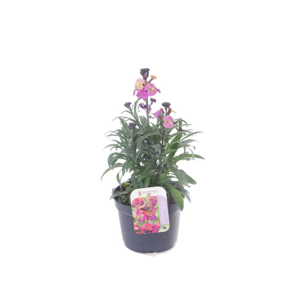 Erysimum Constant Cheer.