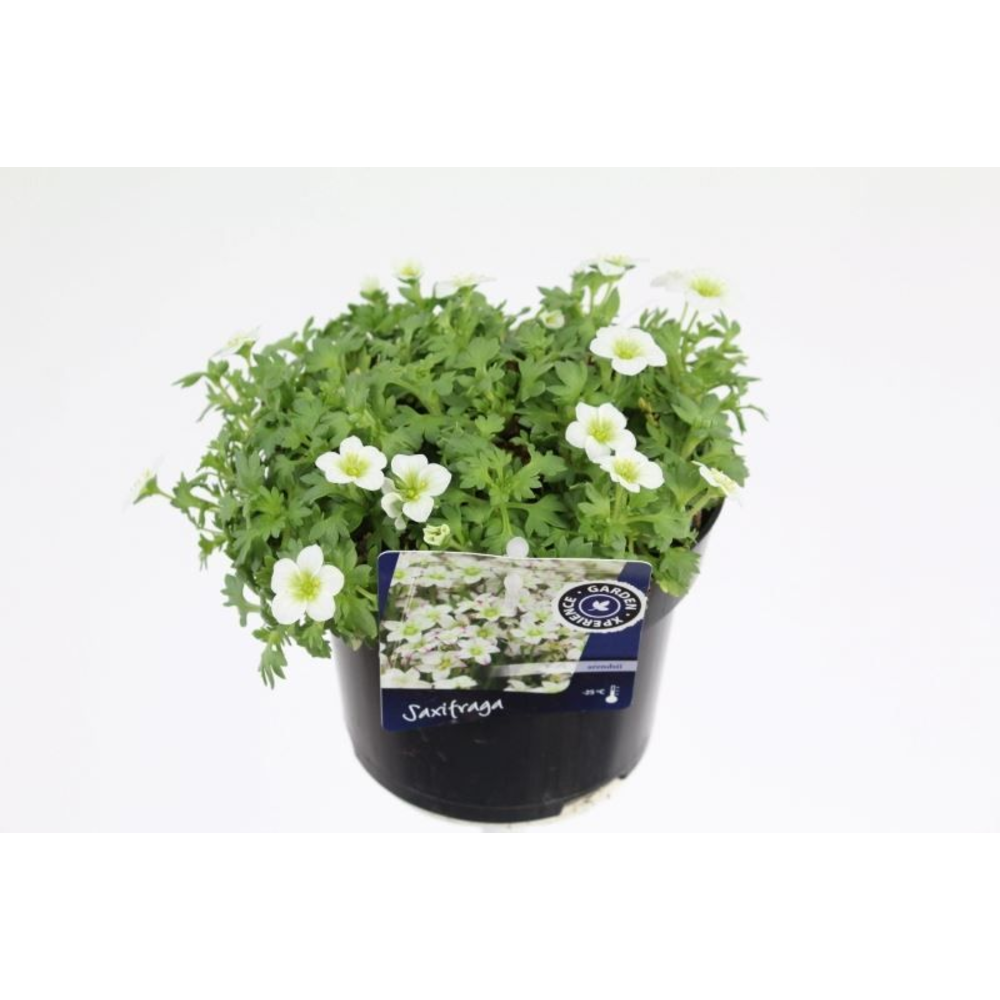 Saxifraga touran big white.
