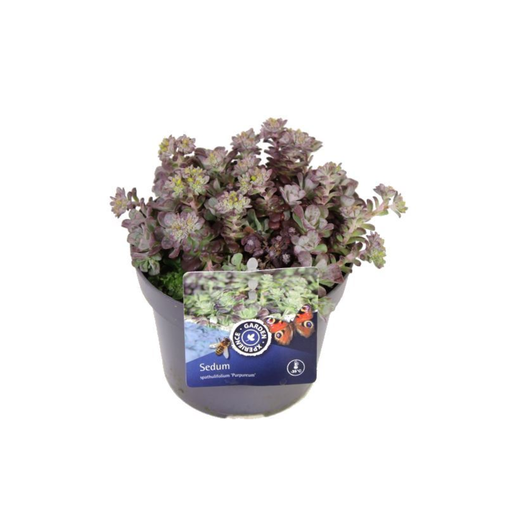 Sedum spath. Purpureum.