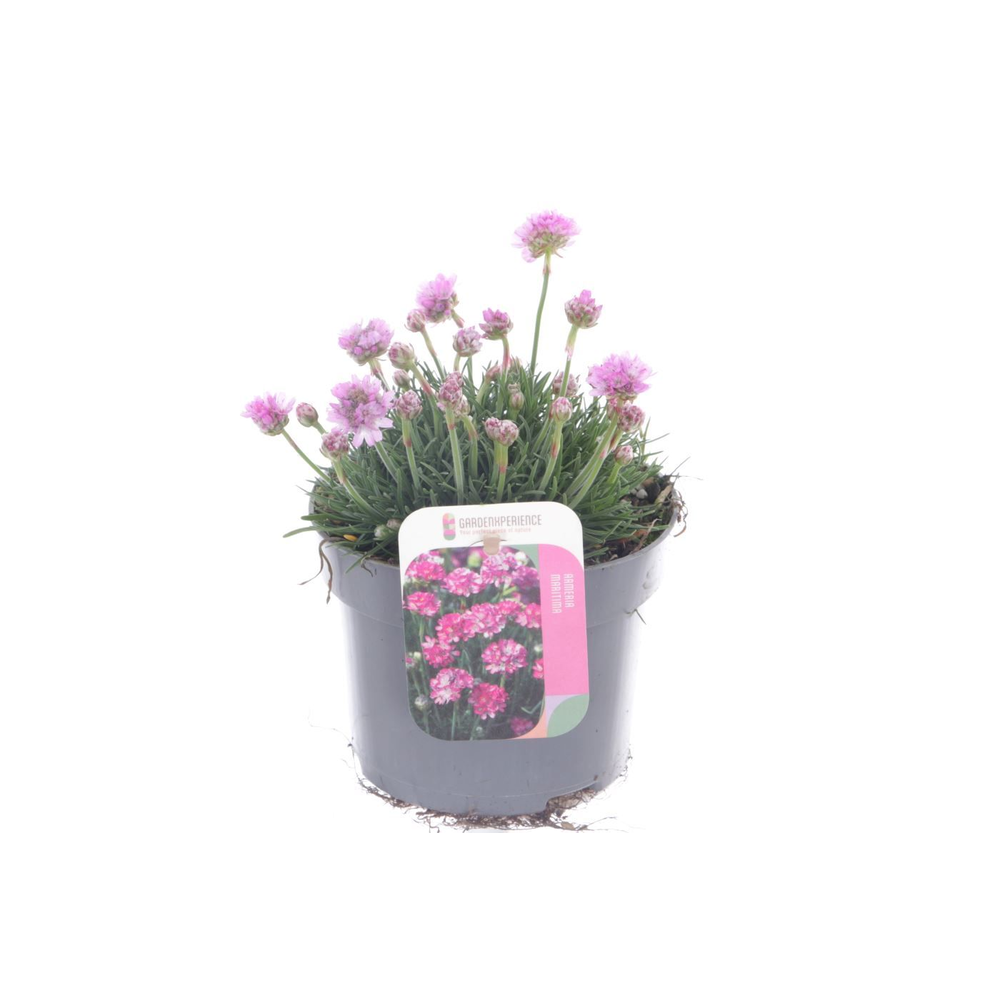 Armeria maritima Rosea.