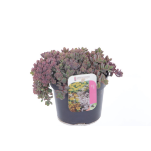 Sedum cauticola Lidakense.