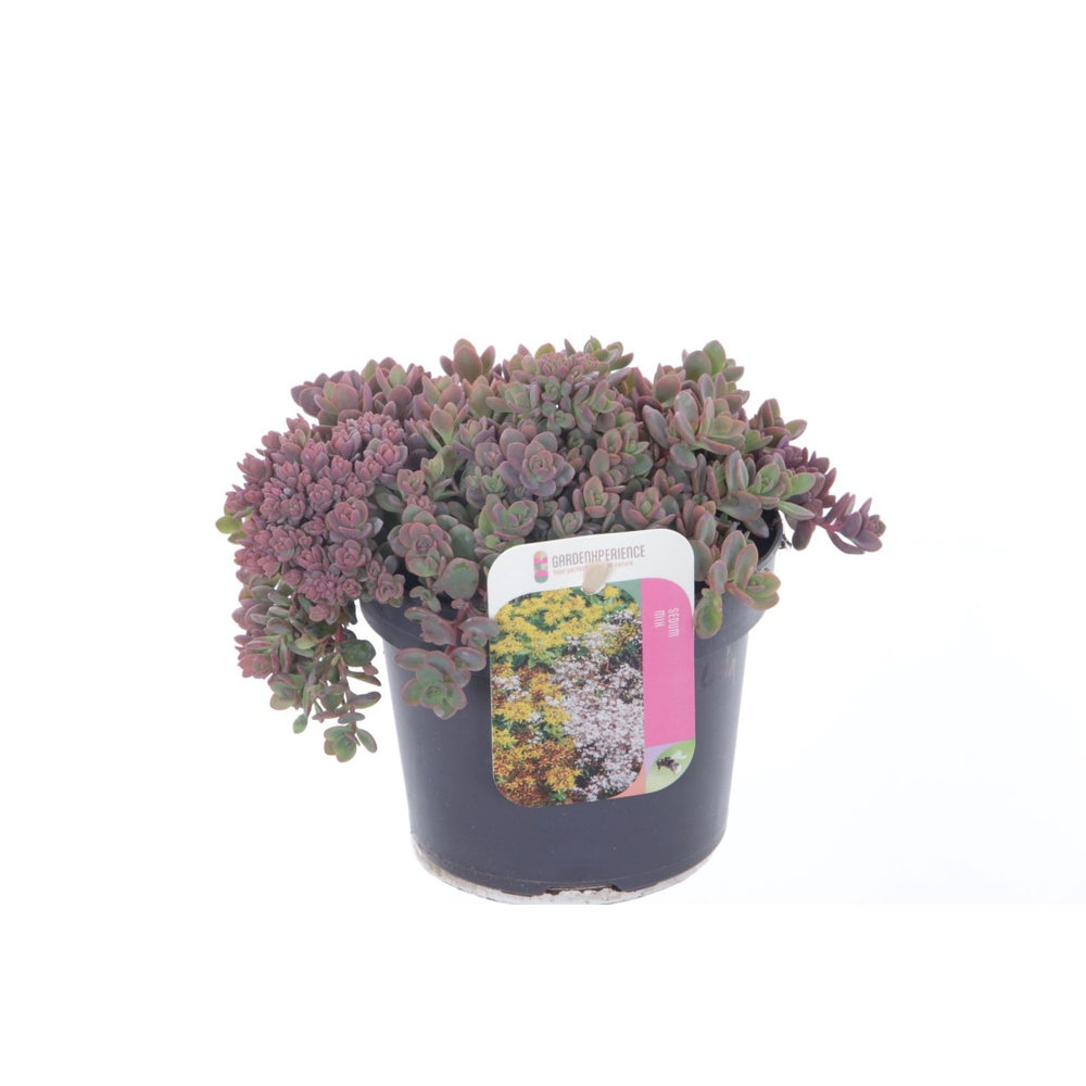 Sedum cauticola Lidakense.