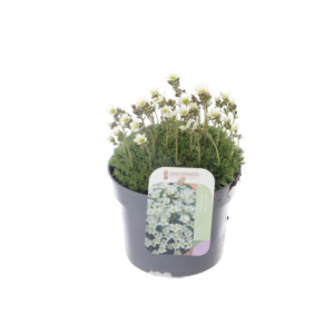 Saxifraga Alpino white.