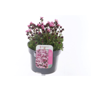 Saxifraga Arendsii Marto Rose.