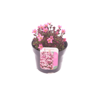 Saxifraga Touran pink.