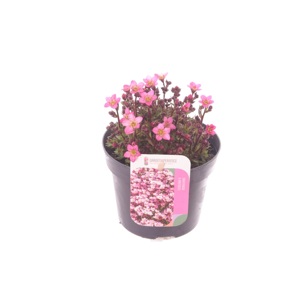 Saxifraga Touran pink.