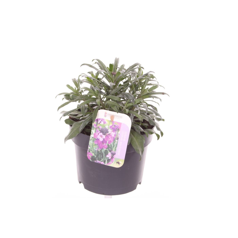 Erysimum super bowl mauve.