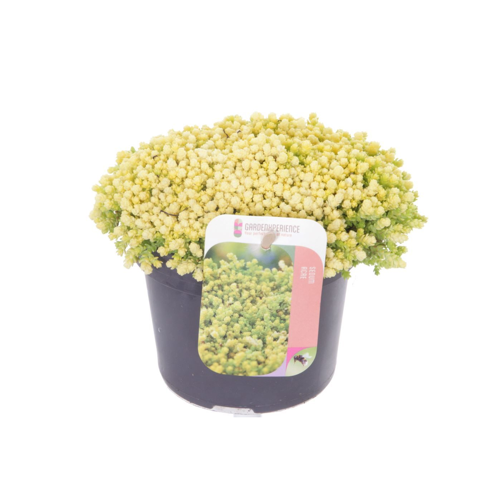 Sedum acre Yellow Queen.