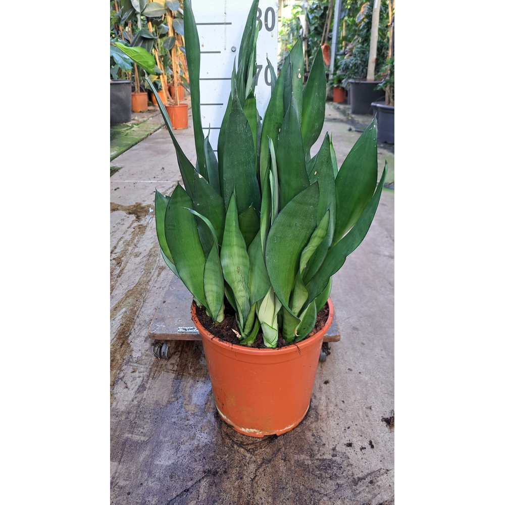 Sansevieria Moonshine 70.