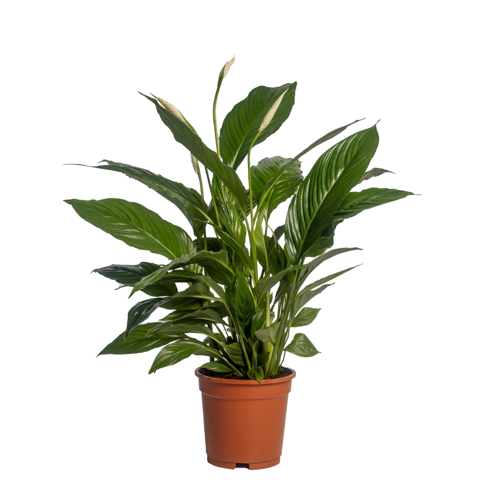 Spathiphyllum 'Vivaldi Spa' zonder potcover.