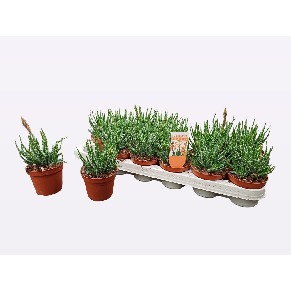 Aloë humilis 8,5 cm bloeiend met etiket.