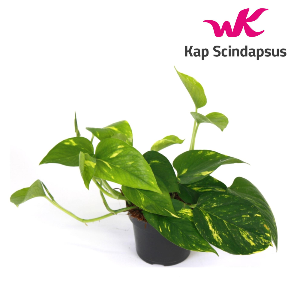 Scindapsus (Epipremnum) Aureum.