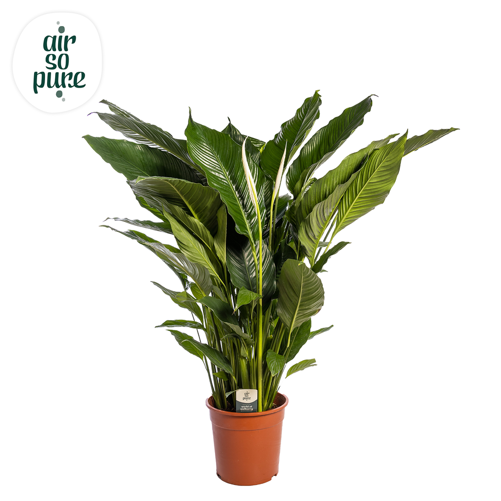 Spathiphyllum 'Sweet Sebastiano' ASP.