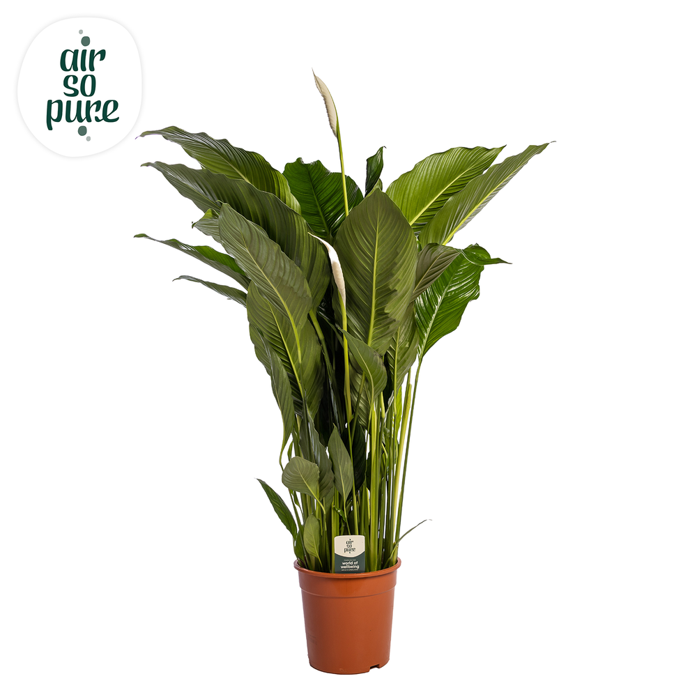 Spathiphyllum 'Sweet Sebastiano' ASP.