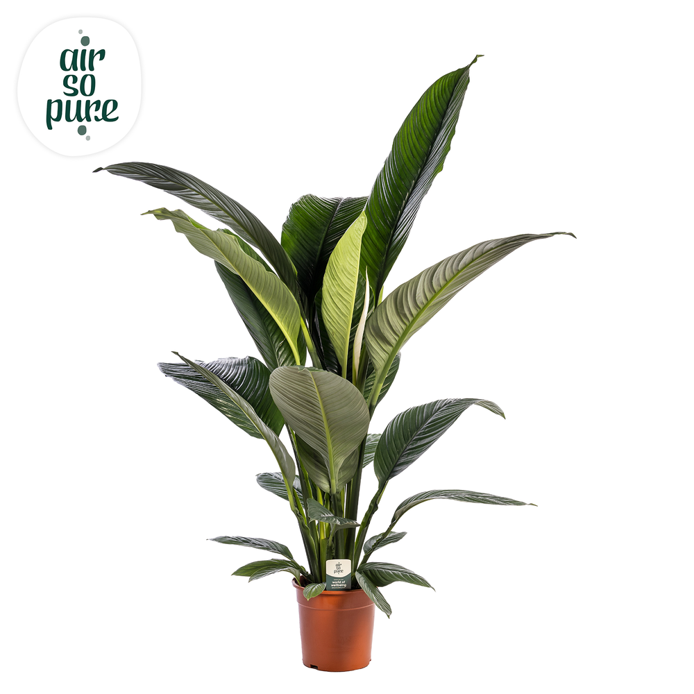 Spathiphyllum 'Sensation' ASP.