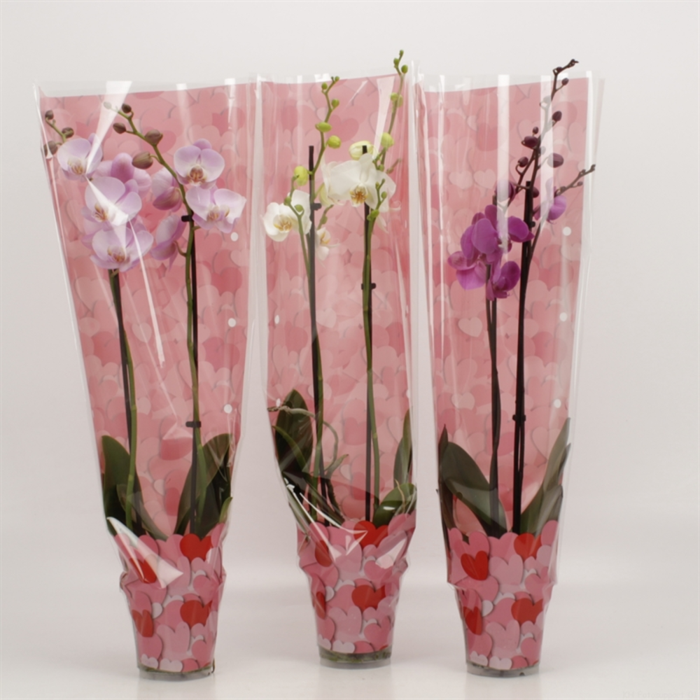 Phalaenopsis gemengd 2 tak gemengd in Valentijn ho.